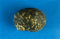 藏品(高腰蜑螺)的圖片